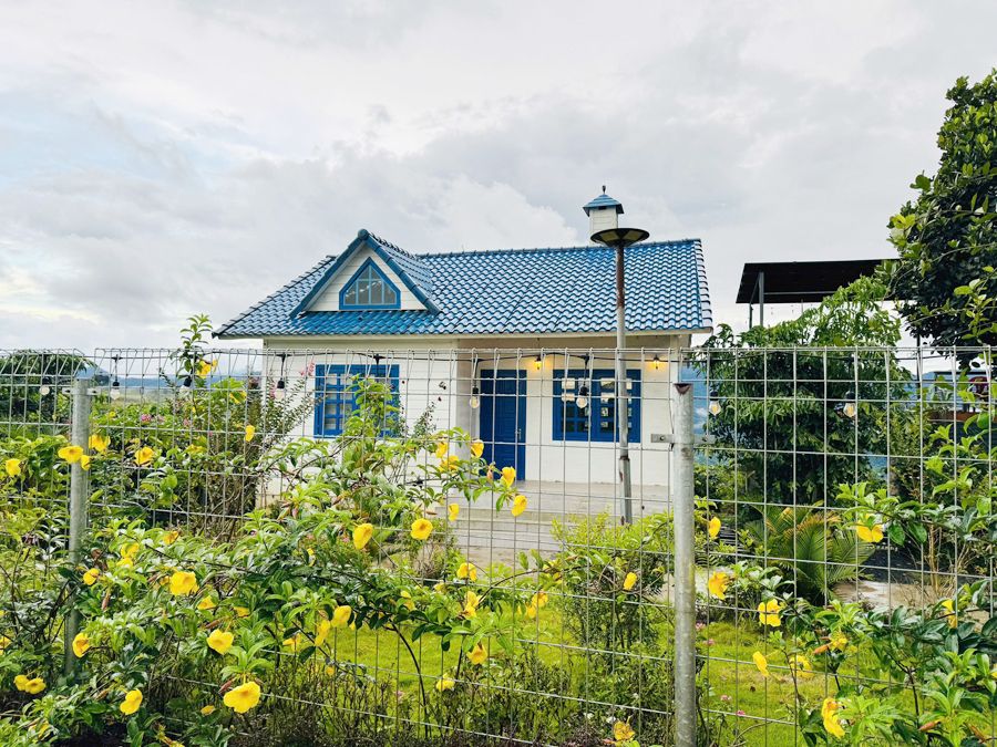 Hai căn nhà trắng và vàng mái xanh giữa vườn hoa vàng ở Tà Đùng